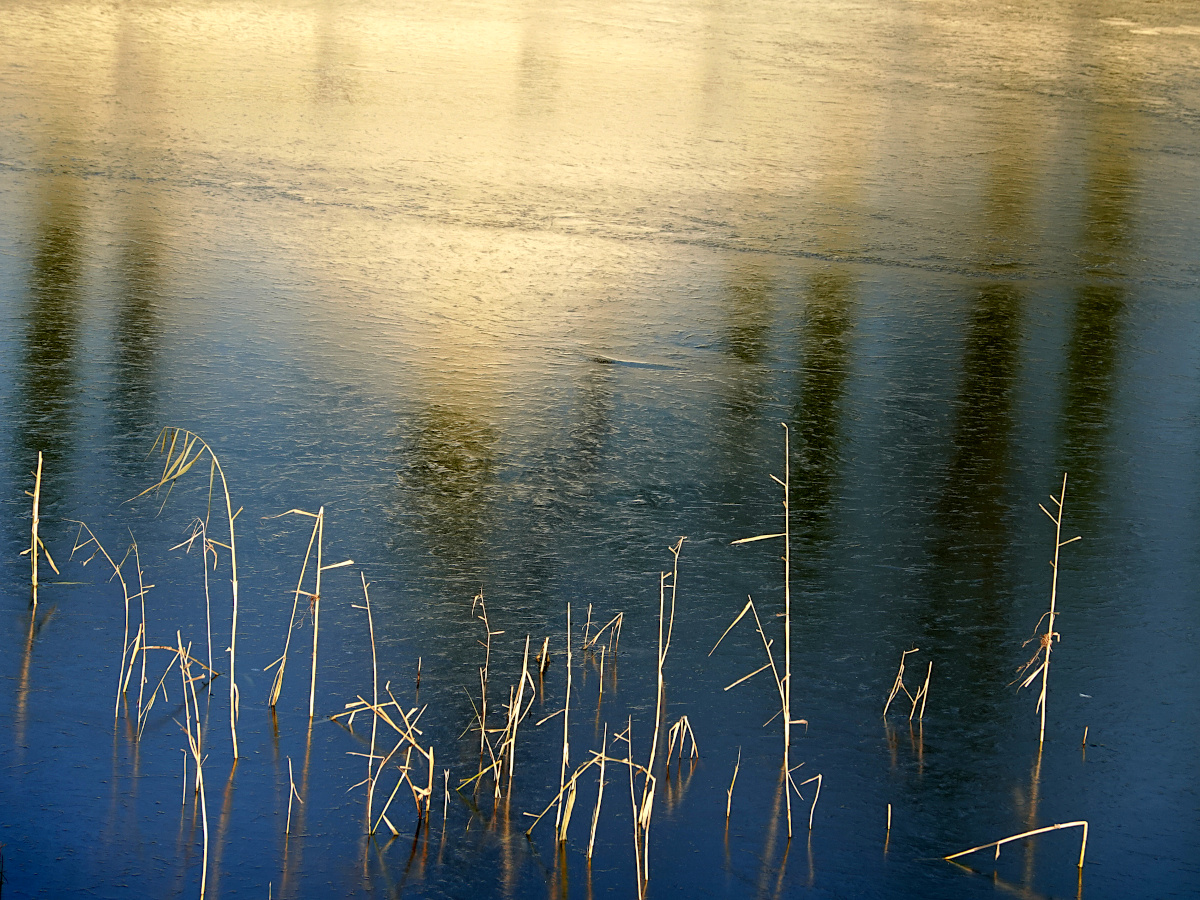 1269 :: Winter. Cattail and ice reflection